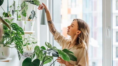 Plantas en casa